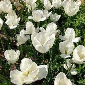 Meet your Posher, Kenzie